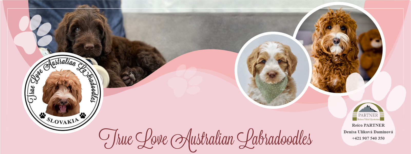 Australian Labradoodle Slovakia