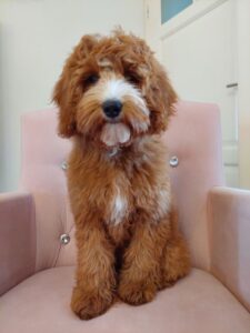 Australian Labradoodle - Paris