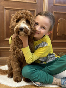 Australian Labradoodle Slovakia, fenka Paris