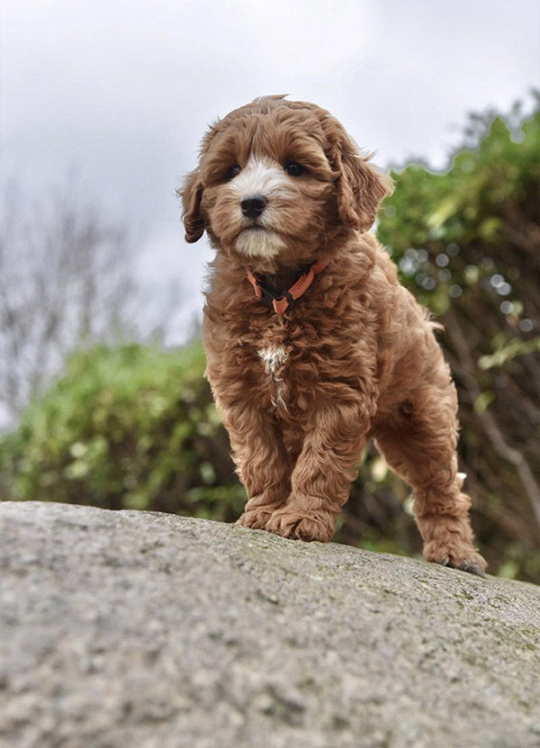 Australian Labradoodle Slovakia, fenka Paris