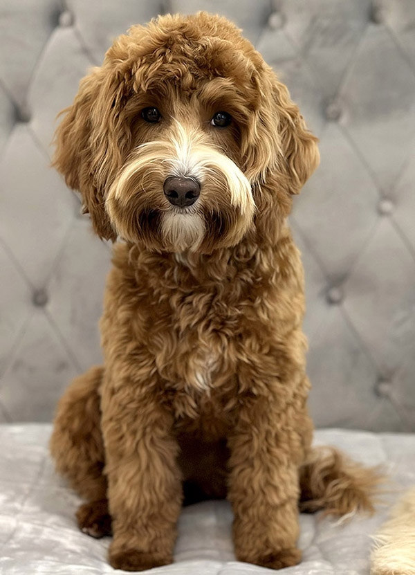 Australian Labradoodle Slovakia, fenka Paris