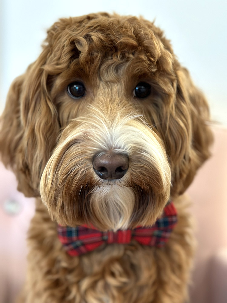 Australian Labradoodle Slovakia, fenka Paris