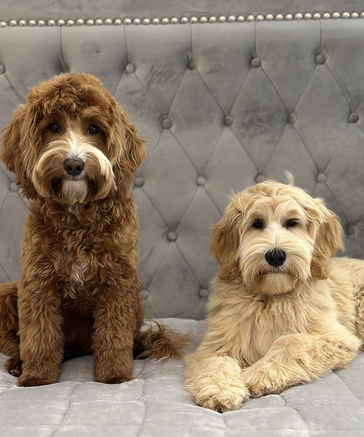 Australian Labradoodle Slovakia, fenky Taffy Coco a Paris