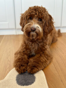 Australian Labradoodle Slovakia, fenka Paris