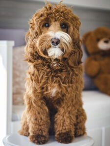 Australian Labradoodle Slovakia, fenka Paris