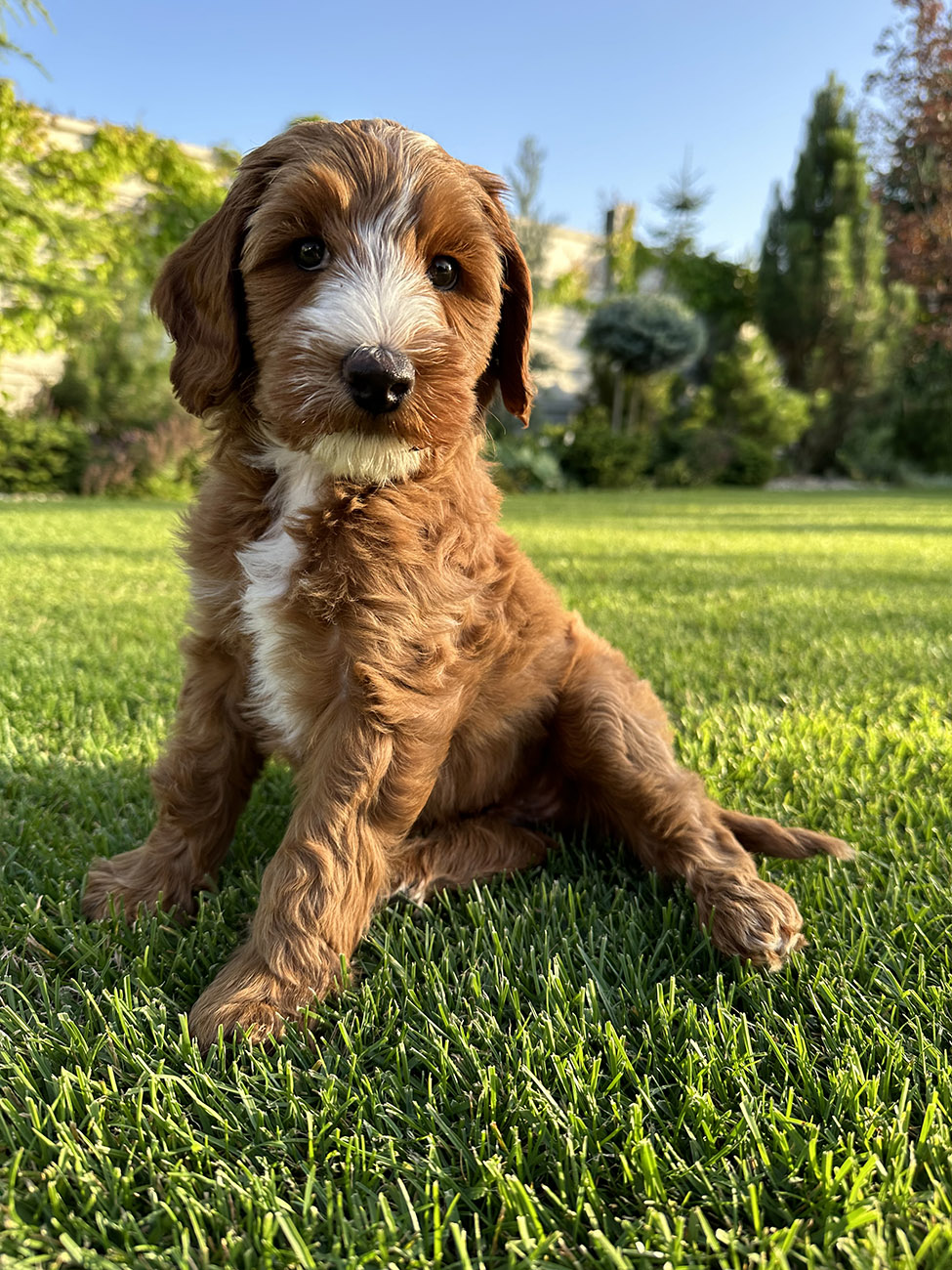 Australian Labradoodle Slovakia, psík Lexi