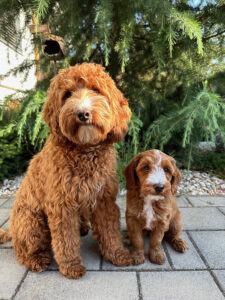 Australian Labradoodle Slovakia, psík Lexi