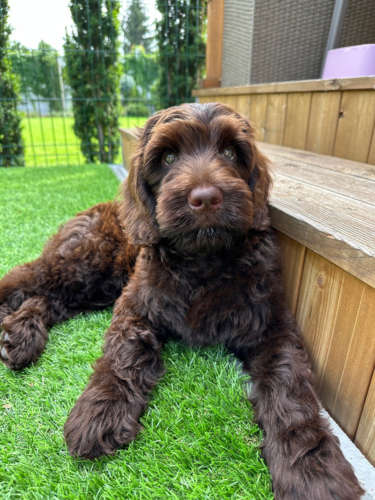 Australian Labradoodles Slovakia, psík Archie