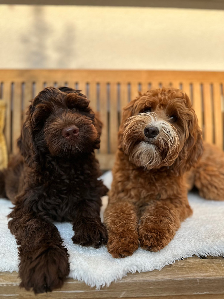 Australian Labradoodles Slovakia, psík Archie