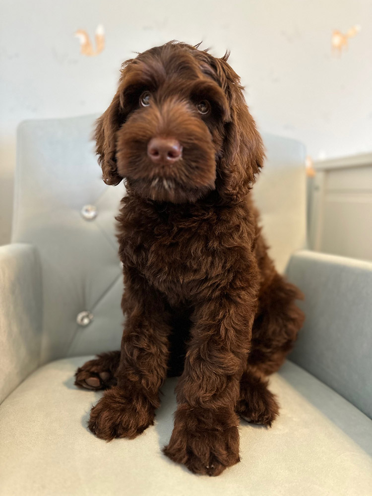 Australian Labradoodles Slovakia, psík Archie