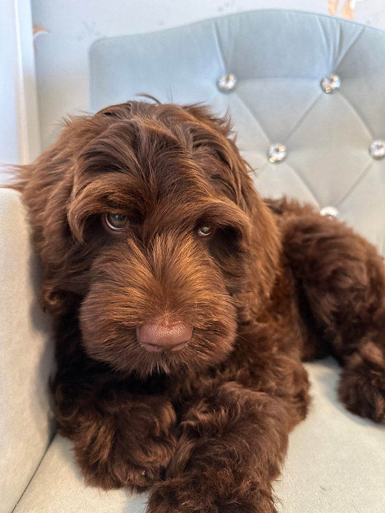 Australian Labradoodles Slovakia, psík Archie