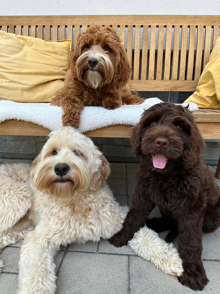 Australian Labradoodles Slovakia, psík Archie