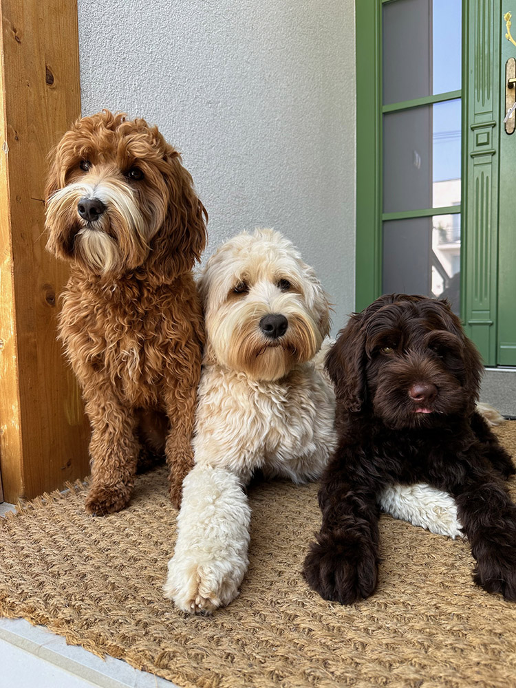 Australian Labradoodles Slovakia, psík Archie