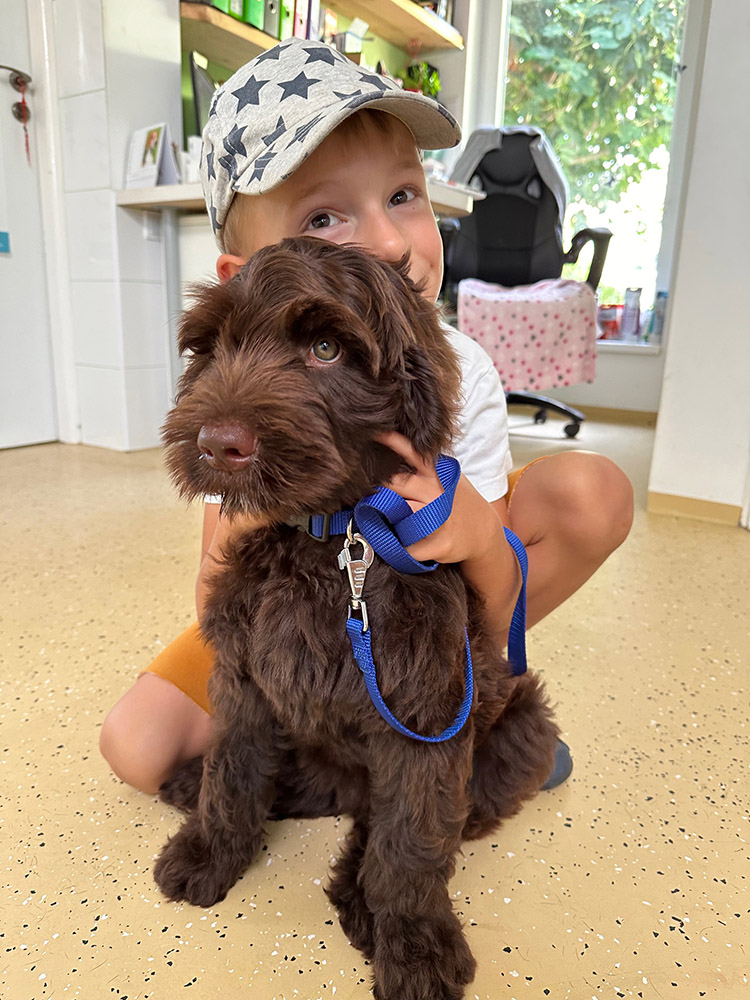 Australian Labradoodles Slovakia, psík Archie