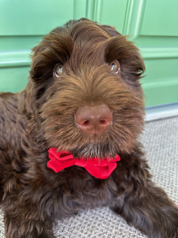 Australian Labradoodles Slovakia, psík Archie