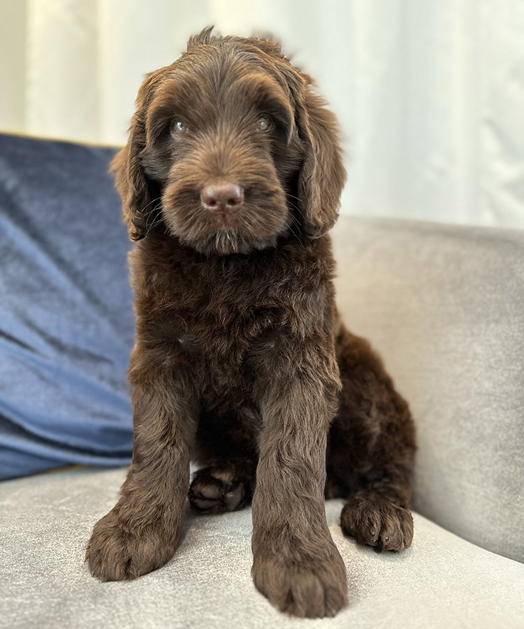 Australian Labradoodles Slovakia, psík Archie