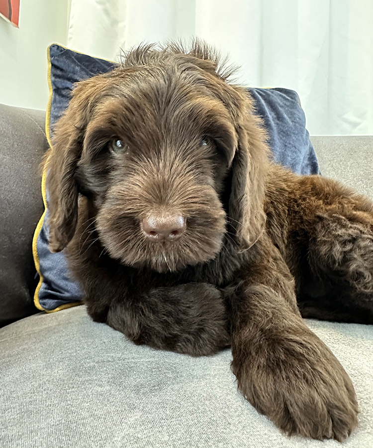 Australian Labradoodles Slovakia, psík Archie