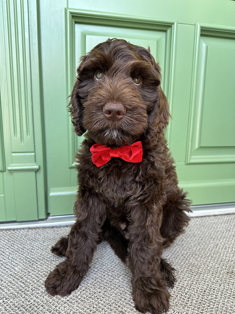 Australian Labradoodles Slovakia, psík Archie