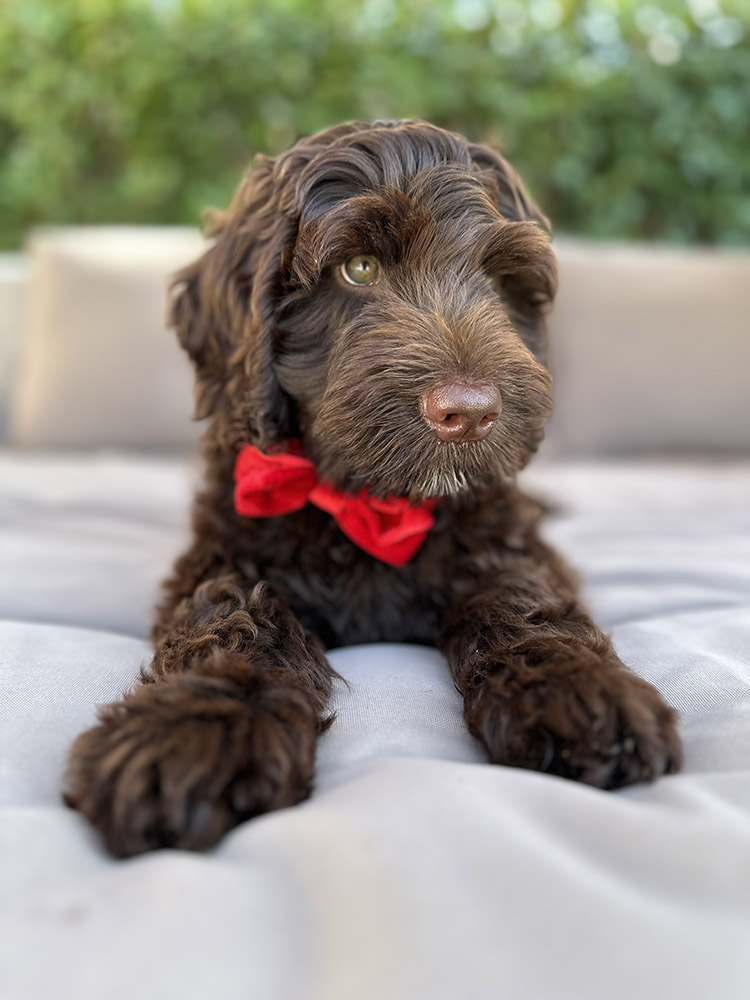 Australian Labradoodles Slovakia, psík Archie