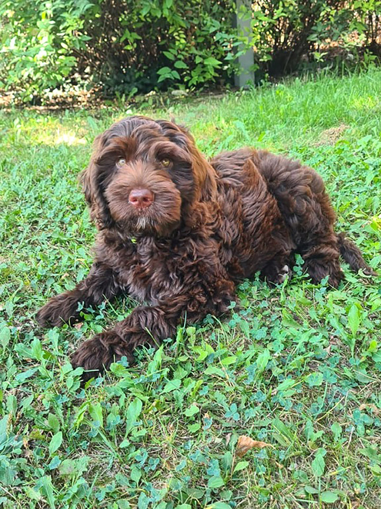 Australian Labradoodles Slovakia, psík Archie