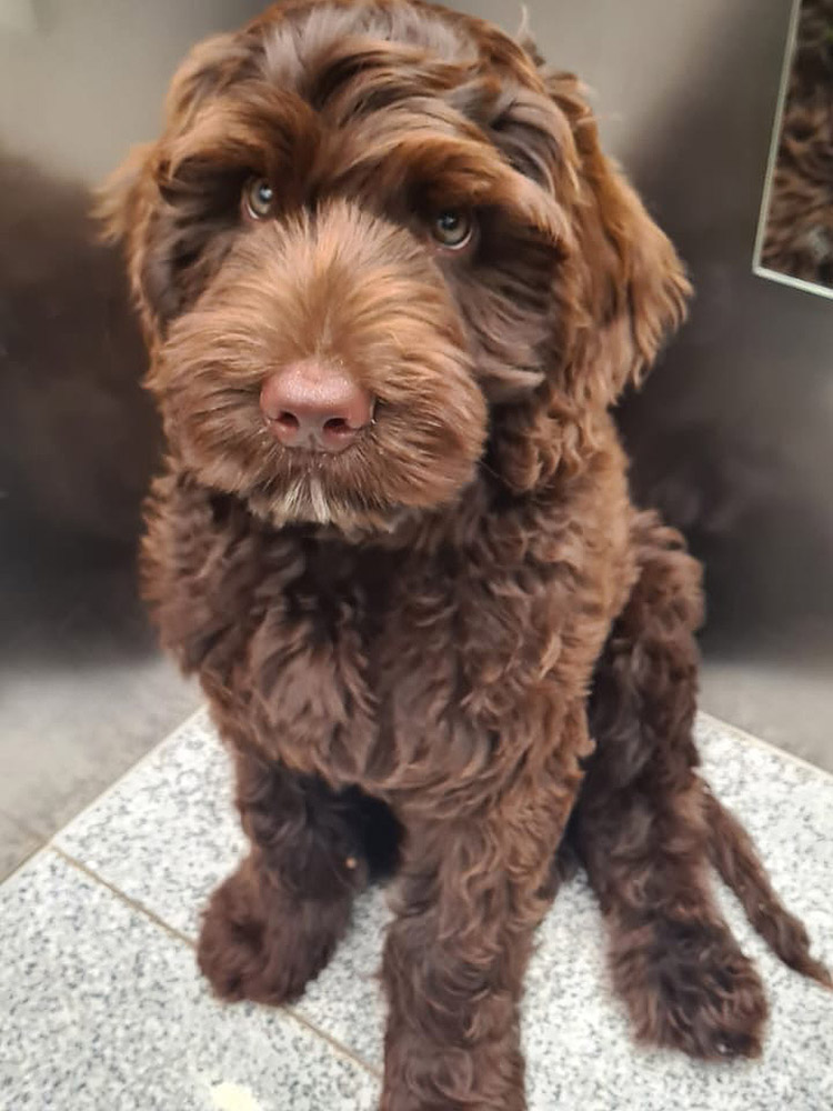 Australian Labradoodles Slovakia, psík Archie