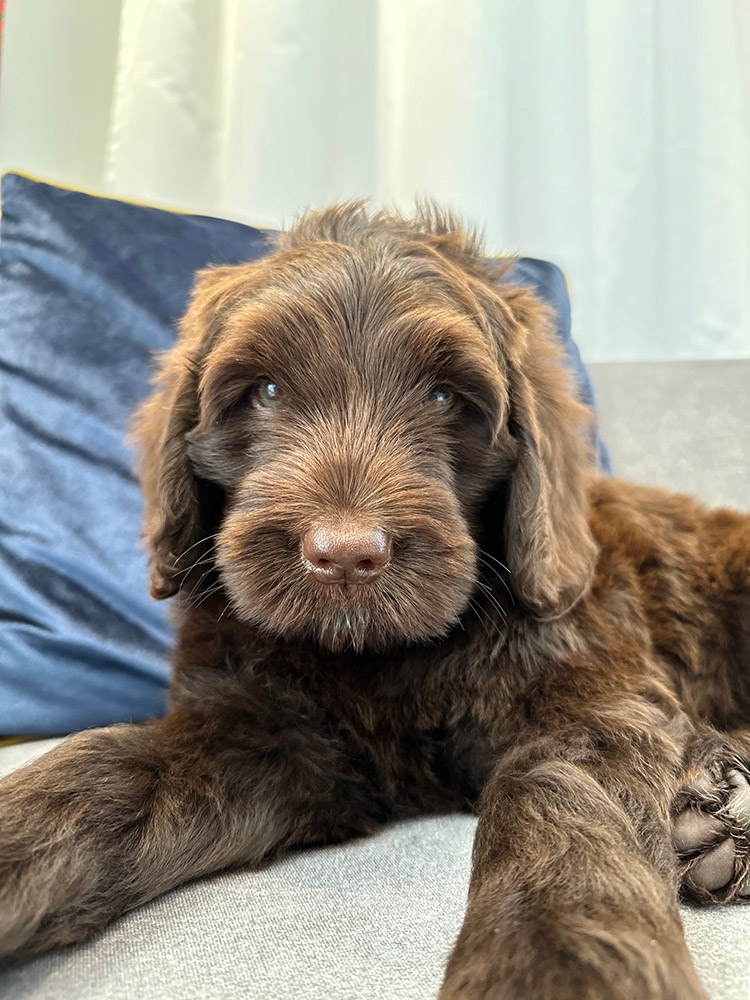 Australian Labradoodles Slovakia, psík Archie