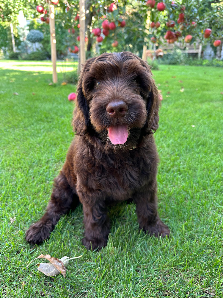 Australian Labradoodles Slovakia, psík Archie