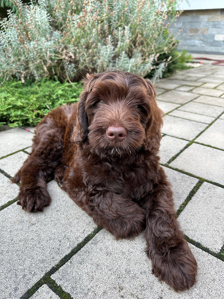 Australian Labradoodles Slovakia, psík Archie