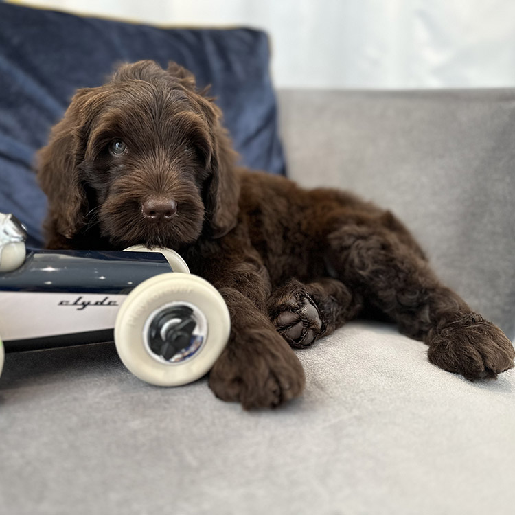 Australian Labradoodle Slovakia