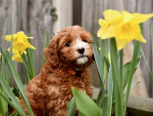 Australian Labradoodles Slovakia