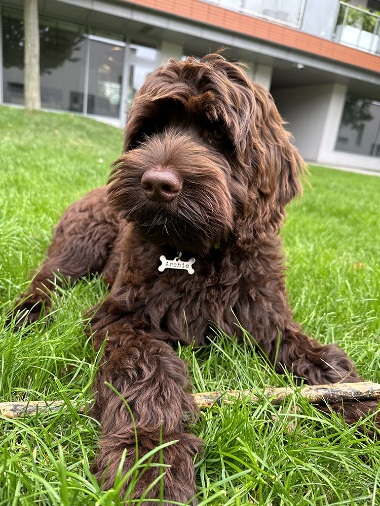 Australian Labradoodles Slovakia, psík Archie