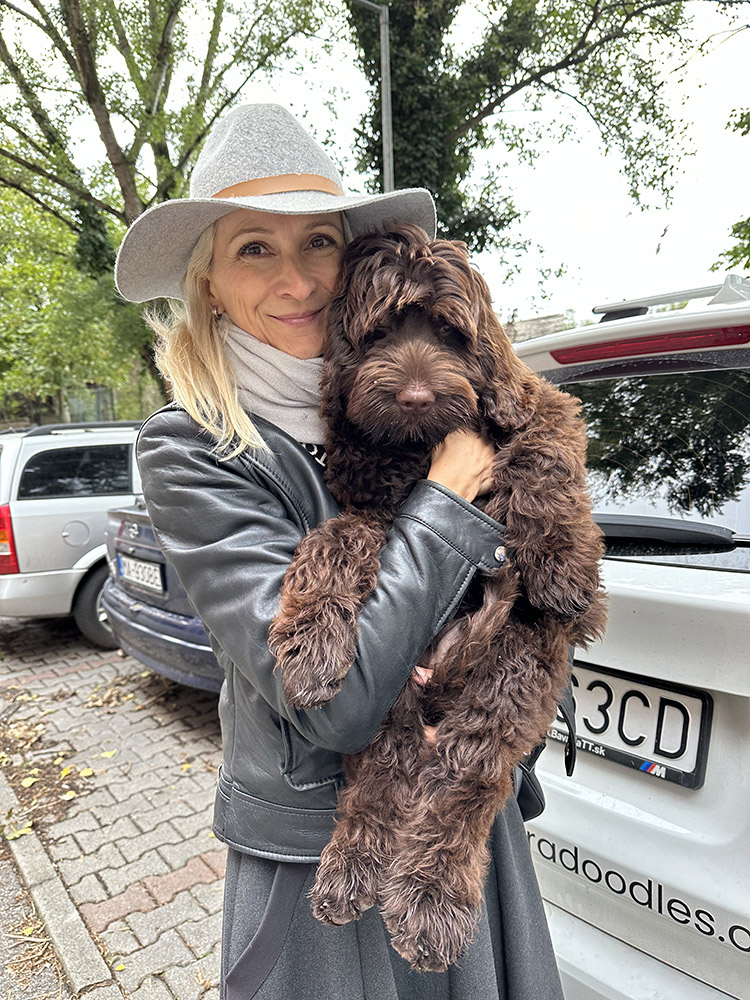 Australian Labradoodles Slovakia, psík Archie