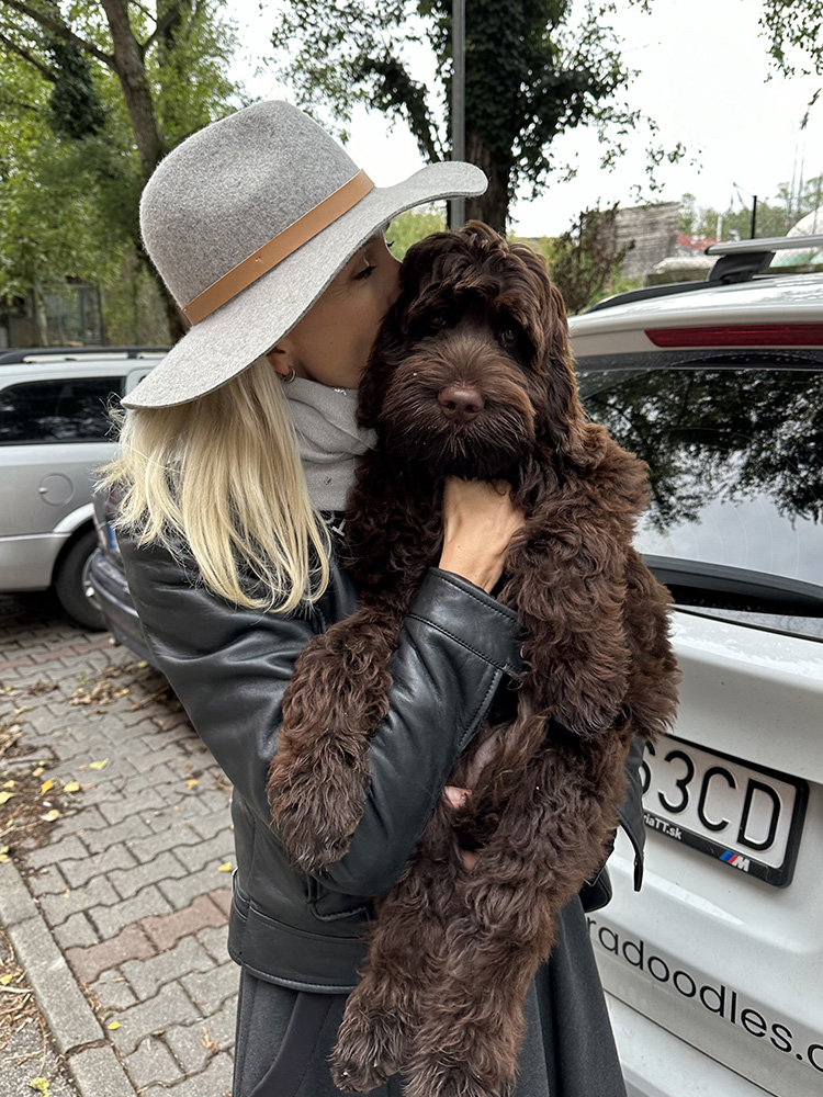 Australian Labradoodles Slovakia, psík Archie