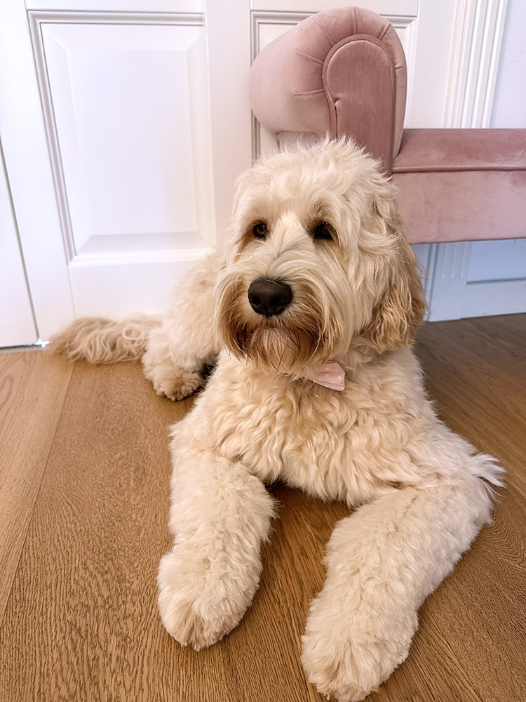 Australian Labradoodle Slovakia, fenka Taffy Coco