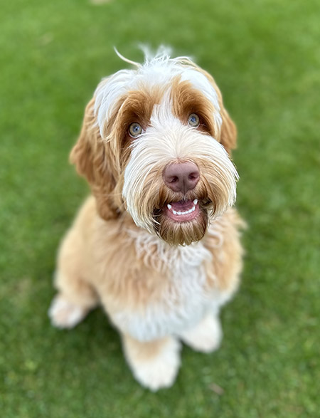 Australian Labradoodles Slovakia, psík Henry