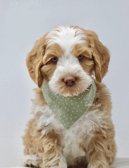 Australian Labradoodle Slovakia, psík Henry