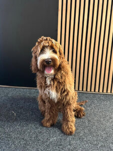 Australian Labradoodles Slovakia, psík Lexi