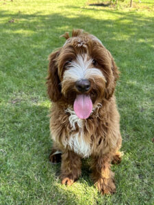 Australian Labradoodles Slovakia, psík Lexi