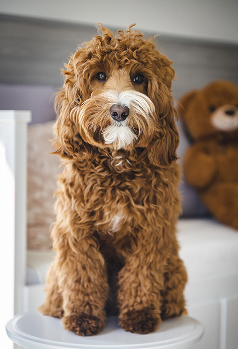 Australian Labradoodle Slovakia, fenka Paris