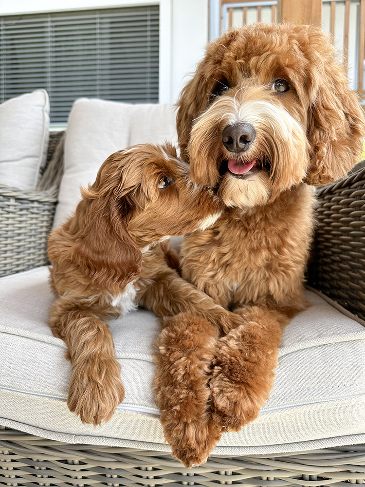 Australian Labradoodle Slovakia, fenka Paris