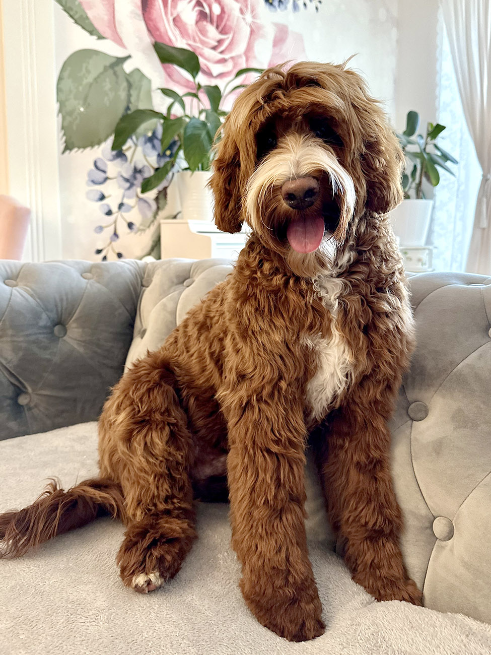 Australian Labradoodles Slovakia, psík Lexi