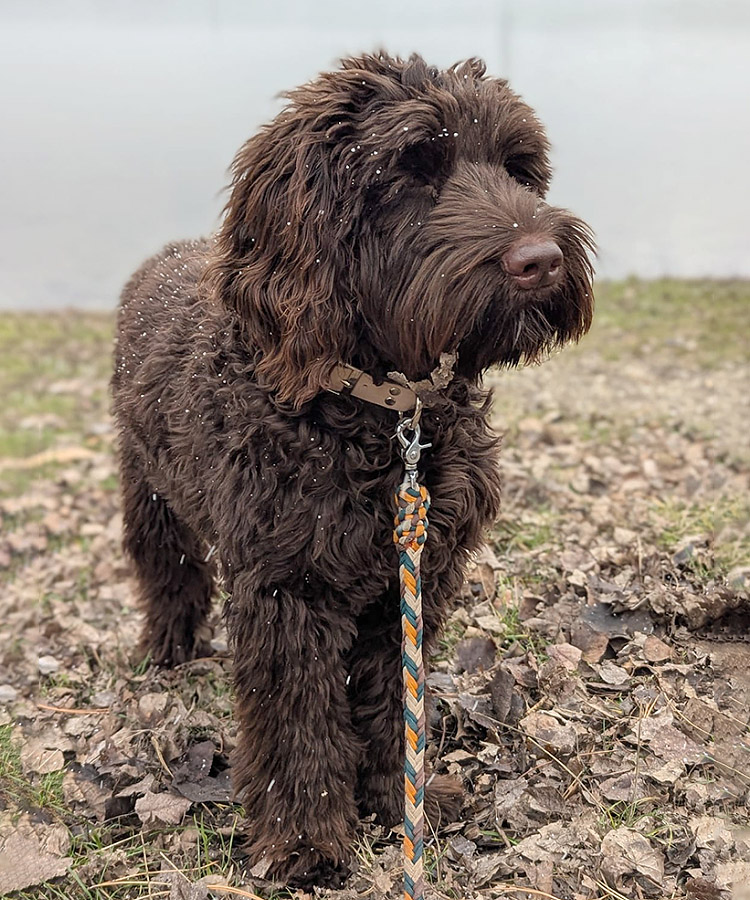 Australian Labradoodles Slovakia, psík Archie