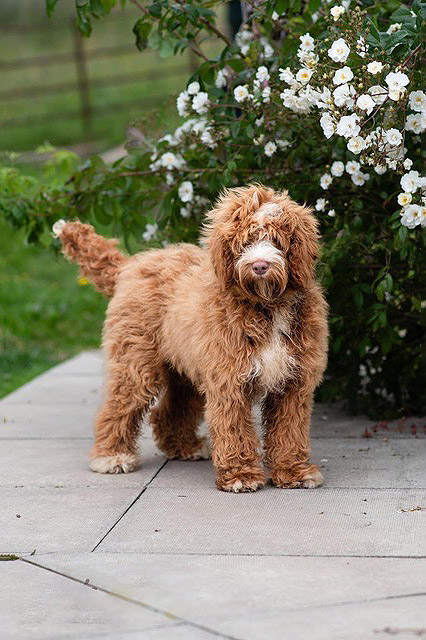 Australian Labradoodle Slovakia, fenka Cinnamon