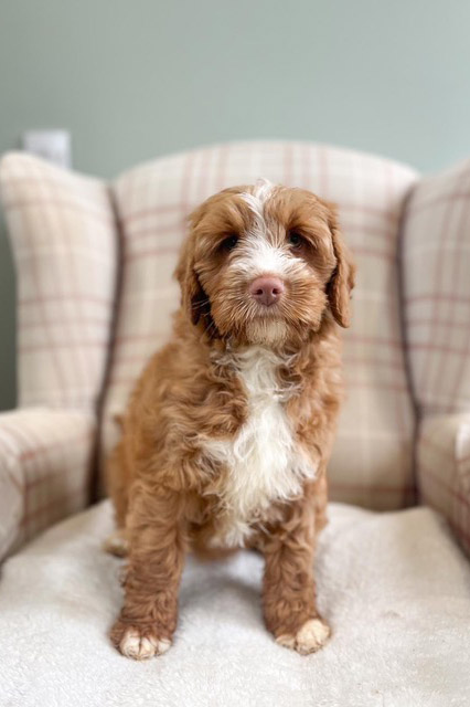 Australian Labradoodle Slovakia, fenka Cinnamon