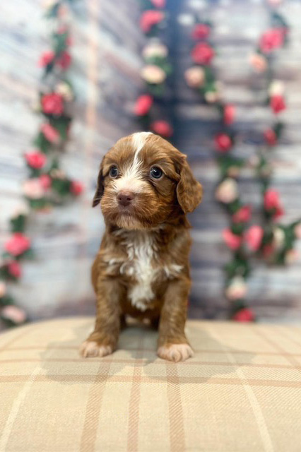 Australian Labradoodle Slovakia, fenka Cinnamon