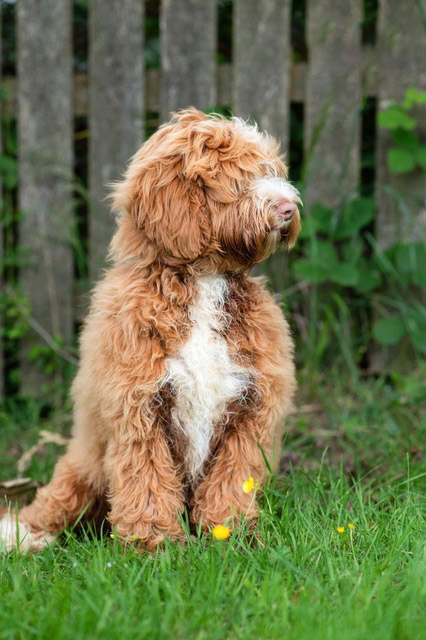 Australian Labradoodles Slovakia, fenka Cinnamon