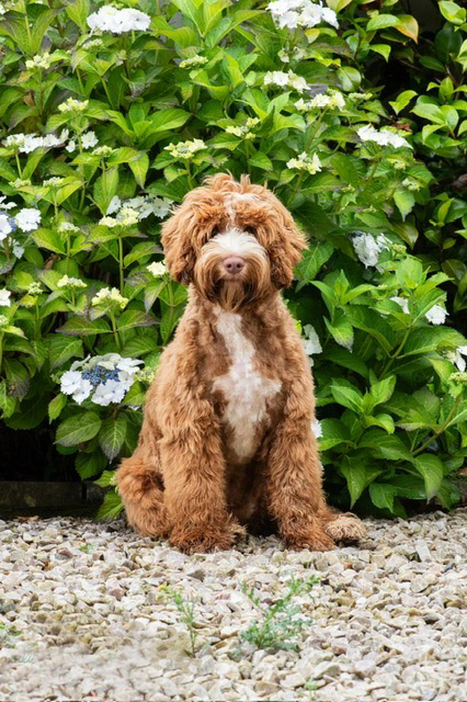 Australian Labradoodles Slovakia, fenka Cinnamon