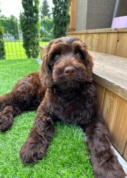 Australian Labradoodles Slovakia, psík Archie