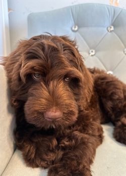 Australian Labradoodles Slovakia, psík Archie