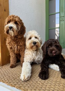 Australian Labradoodles Slovakia, psík Archie